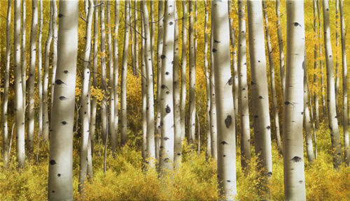 Alexander Volkov Collector's Edition - Aspen Morning